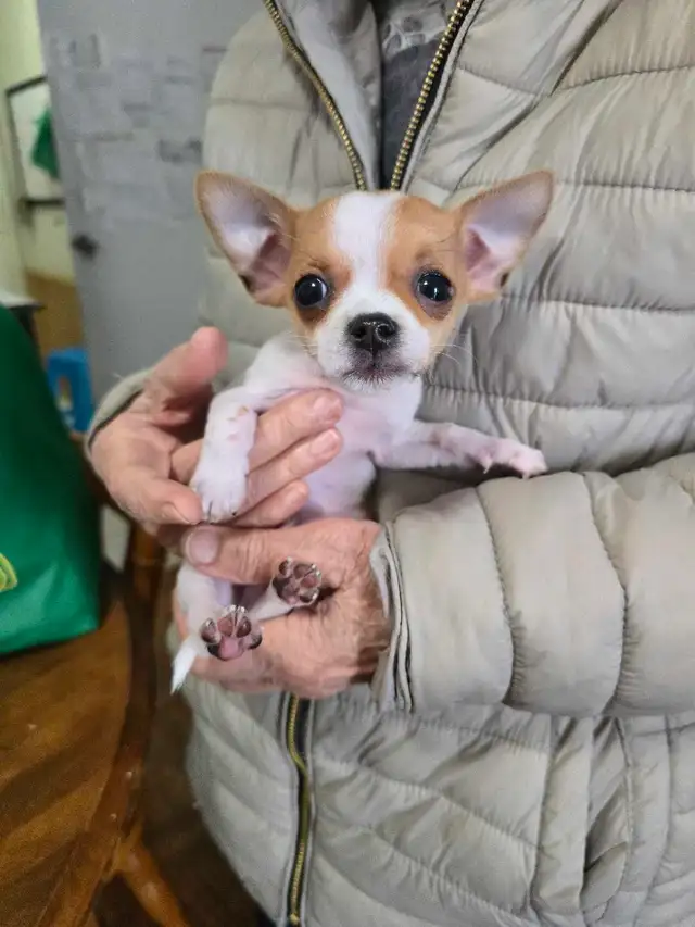 Puppy's  3 months Old - Photo 5