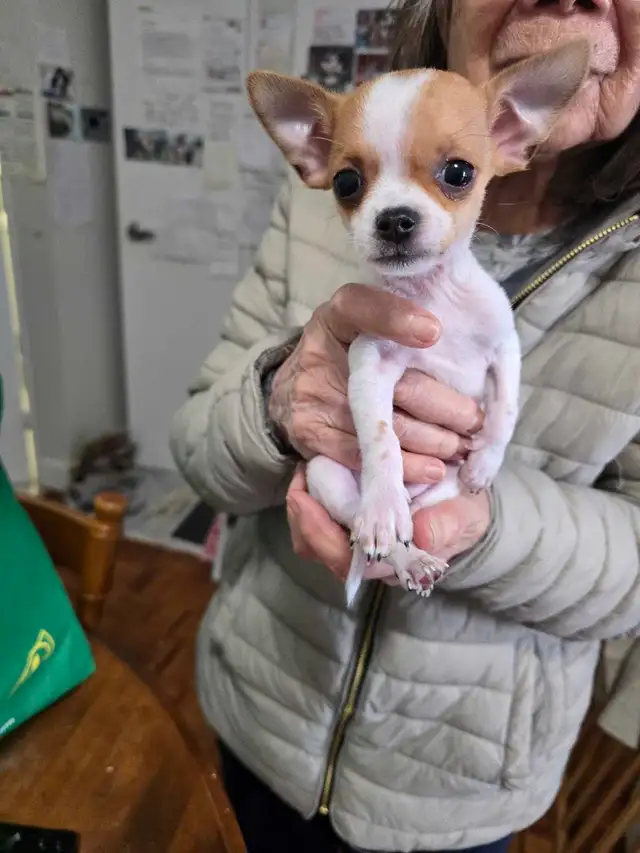 Puppy's  3 months Old - Photo 6