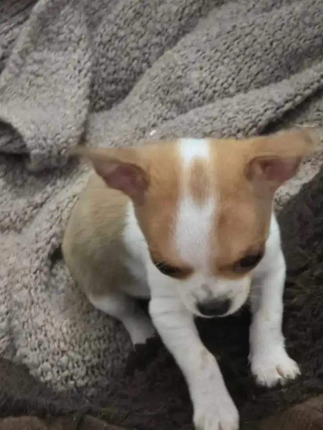 Puppy's  3 months Old - Photo 7