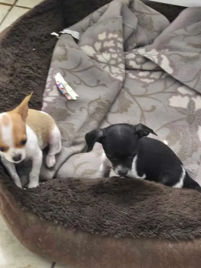 Puppy's  3 months Old - Photo 8