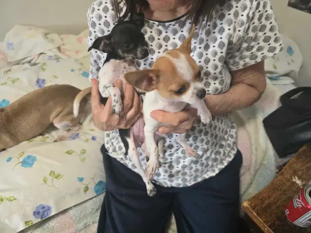 Puppy's  3 months Old - Photo 9