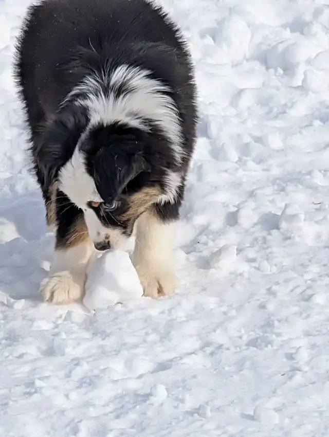 Mini American Shepherd (Aussie) puppy