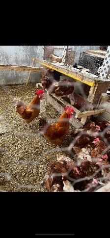 Œufs fécondés - Photo 5