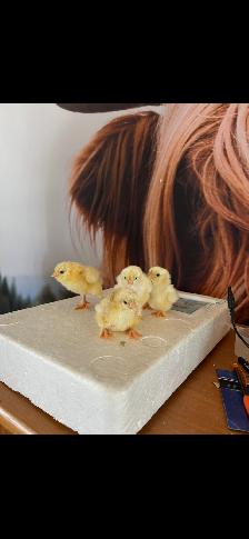 Œufs fécondés - Photo 2