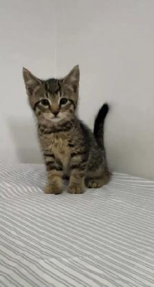 beautiful male marble kitten last one