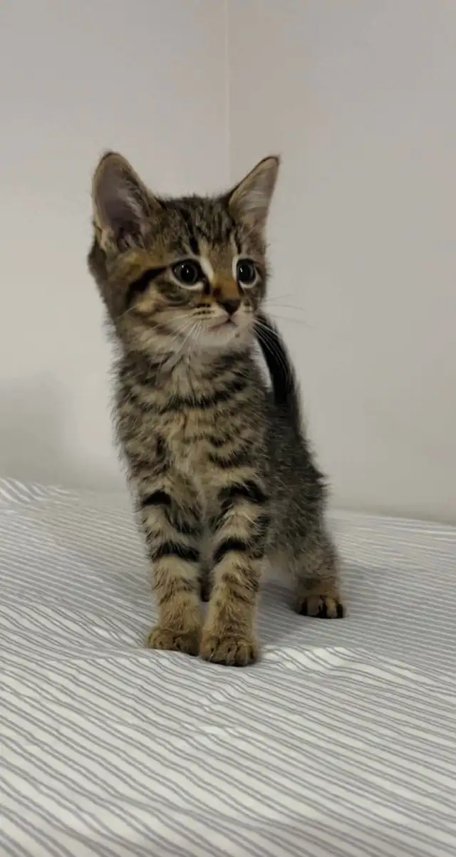 beautiful male marble kitten last one - Photo 2