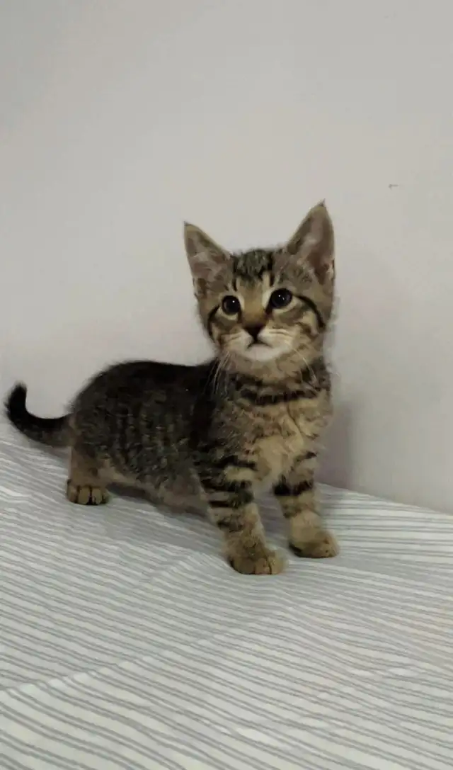 beautiful male marble kitten last one - Photo 4