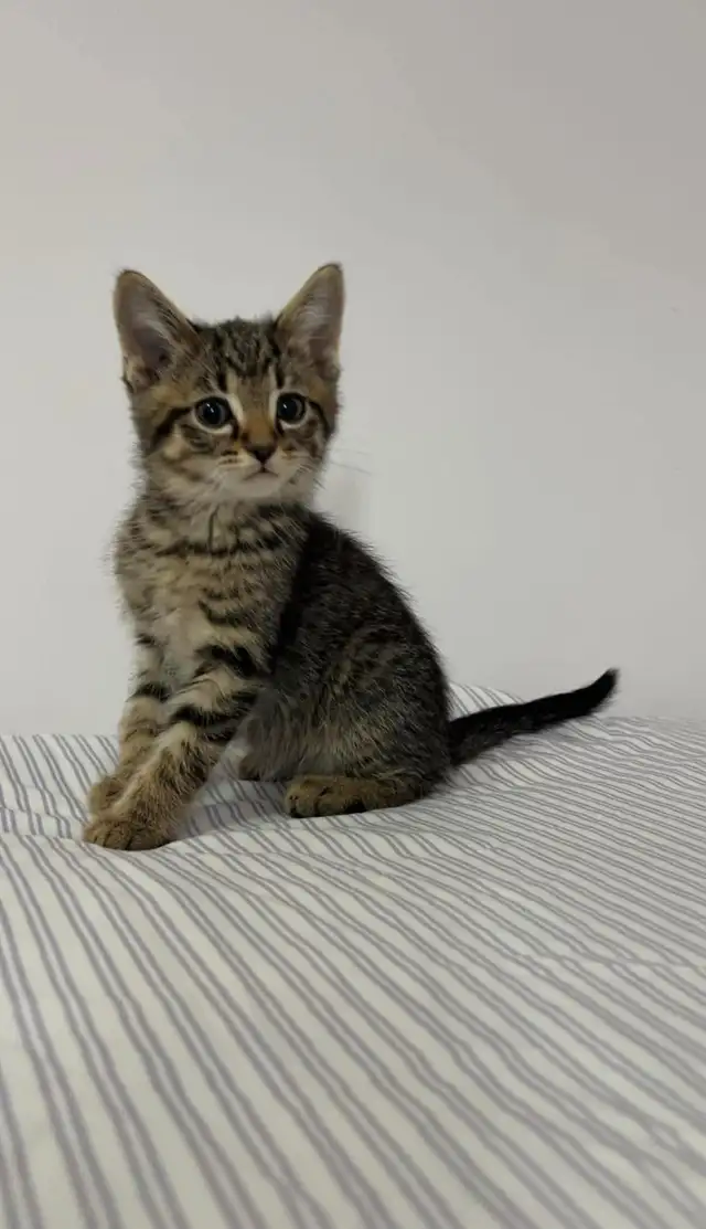 beautiful male marble kitten last one - Photo 5