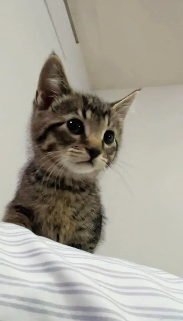 beautiful male marble kitten last one - Photo 6