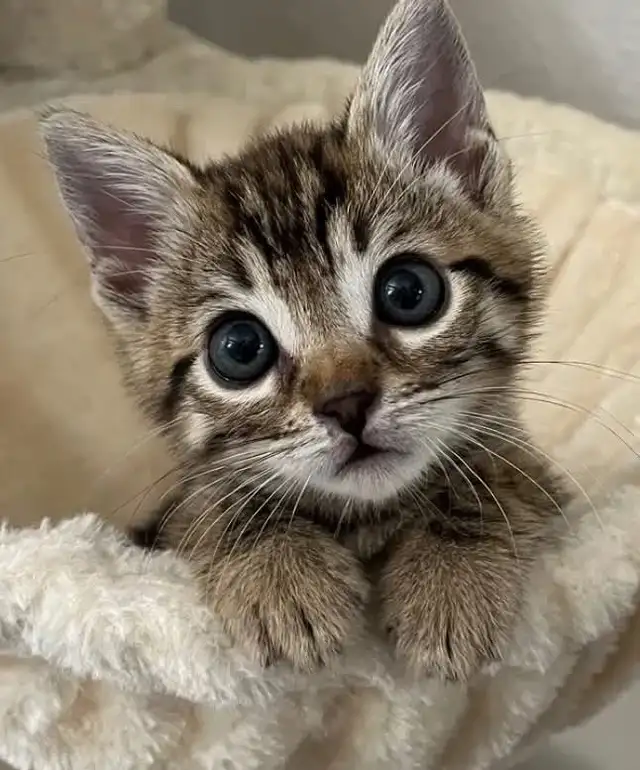 beautiful male marble kitten last one - Photo 7