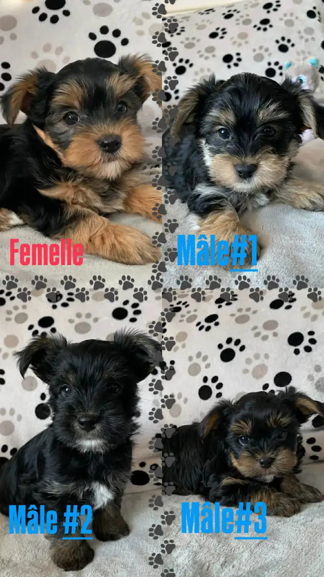 Magnifiques chiots Yorkshire