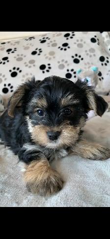 Magnifiques chiots Yorkshire - Photo 2