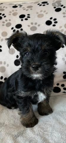 Magnifiques chiots Yorkshire - Photo 3