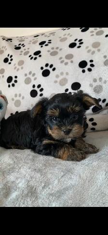 Magnifiques chiots Yorkshire - Photo 4