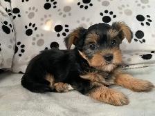 Magnifiques chiots Yorkshire - Photo 5