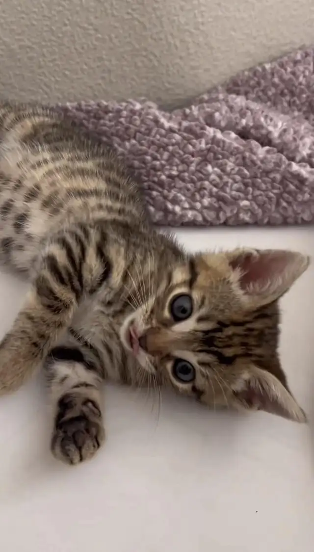 beautiful male kitten left - Photo 2