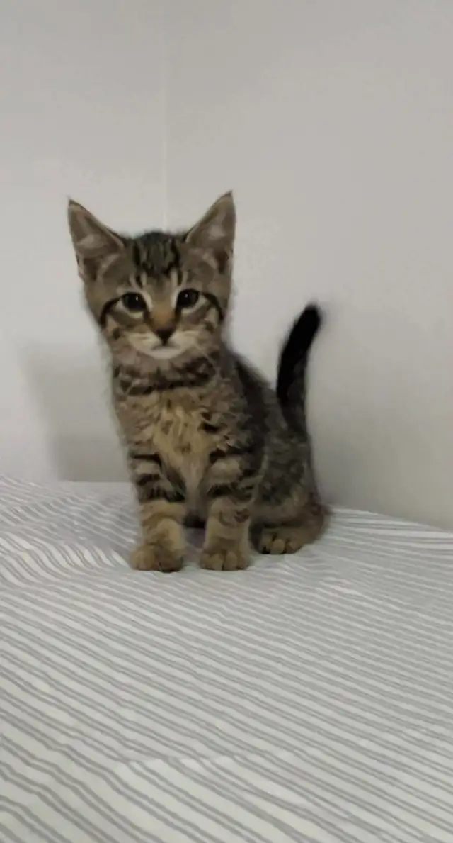 beautiful male kitten left - Photo 3