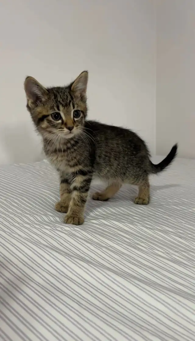 beautiful male kitten left - Photo 5