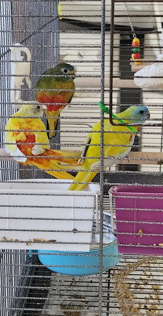 1 COUPLE DE PERRUCHE TURQUOISINE ET UNE FEMELLE SEUL