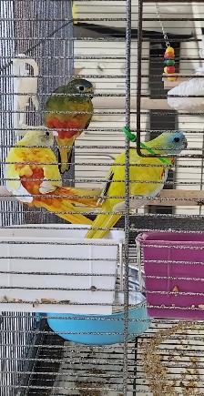 1 COUPLE DE PERRUCHE TURQUOISINE ET UNE FEMELLE SEUL