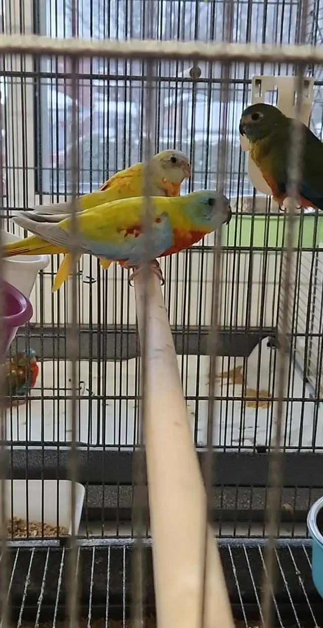 1 COUPLE DE PERRUCHE TURQUOISINE ET UNE FEMELLE SEUL - Photo 2