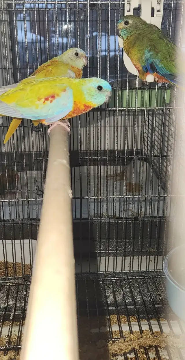 1 COUPLE DE PERRUCHE TURQUOISINE ET UNE FEMELLE SEUL - Photo 3