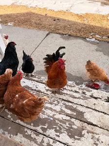 chicken flock for sale and coop for sale