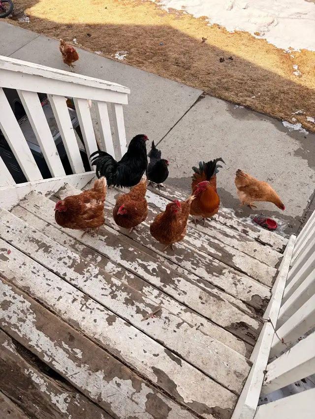 chicken flock for sale and coop for sale - Photo 2