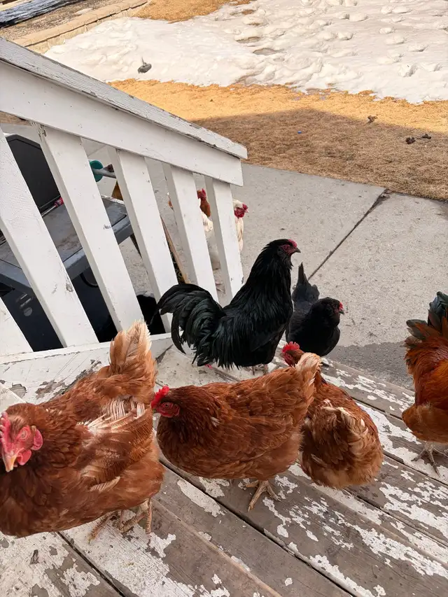 chicken flock for sale and coop for sale - Photo 3