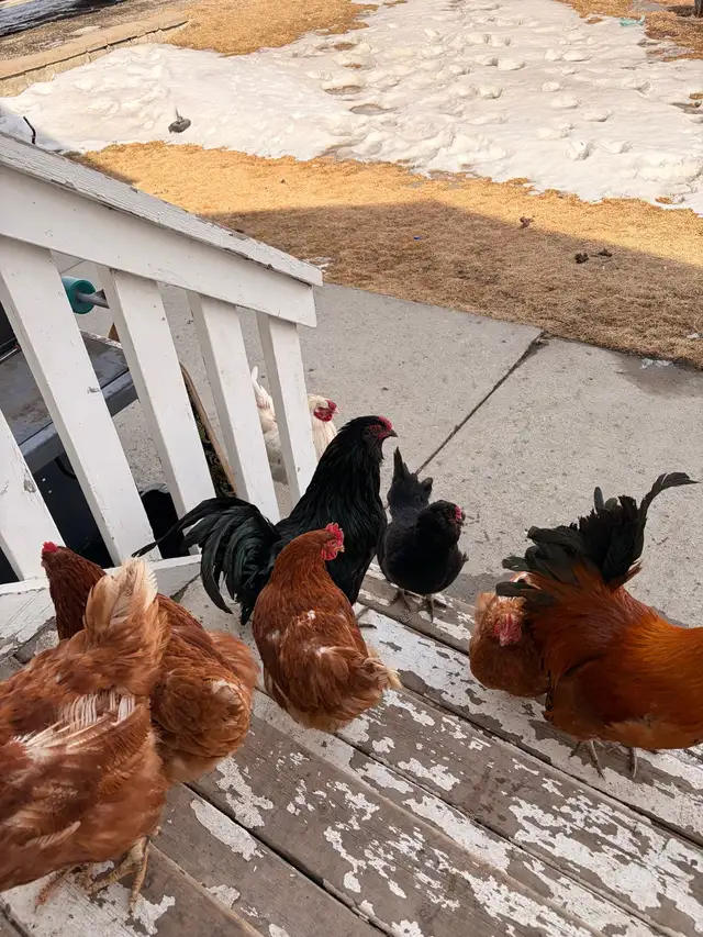 chicken flock for sale and coop for sale - Photo 4