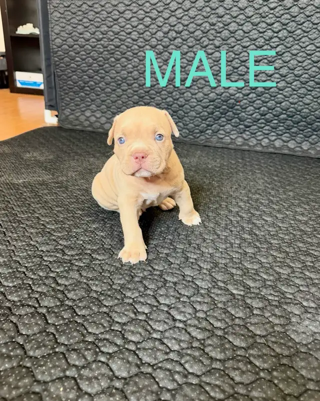 American Bulldog puppies