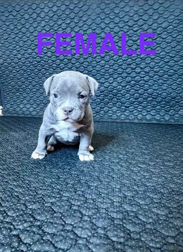 American Bulldog puppies - Photo 4