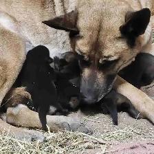 Belgian Malinois × Kengal