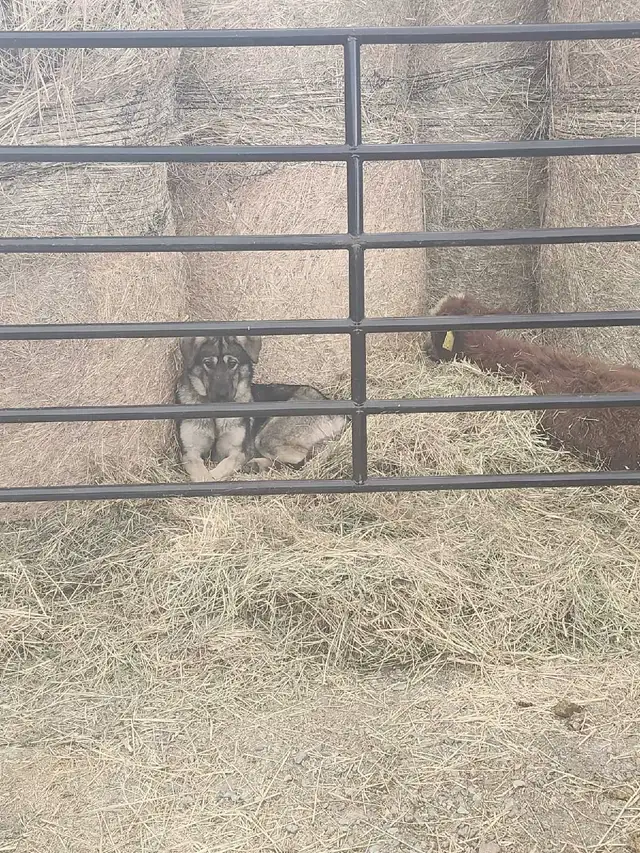 Belgian Malinois × Kengal - Photo 3