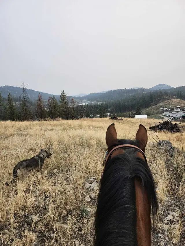 Belgian Malinois × Kengal - Photo 4