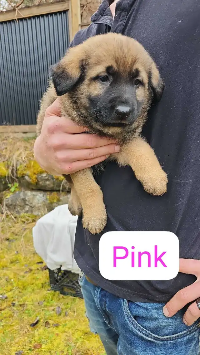 Belgian Malinois × Kengal - Photo 5