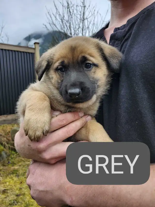 Belgian Malinois × Kengal - Photo 6