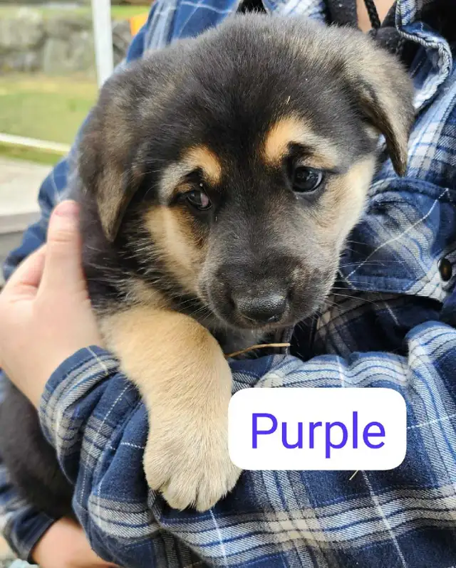 Belgian Malinois × Kengal - Photo 7