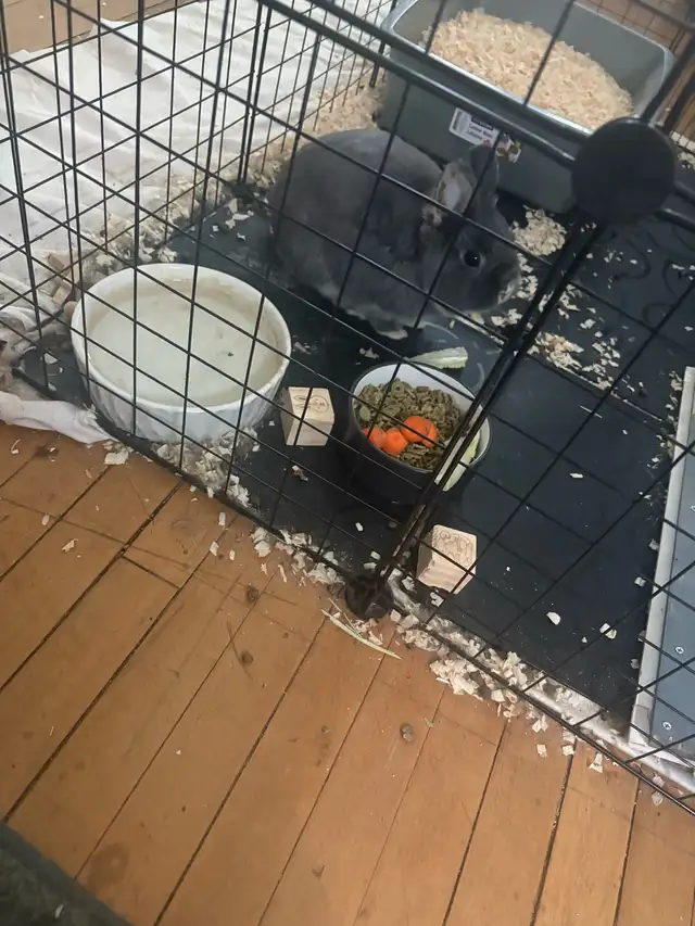 2 yr old Netherland dwarf rabbit for rehoming