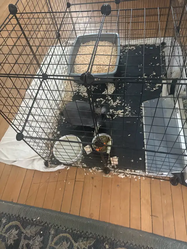 2 yr old Netherland dwarf rabbit for rehoming - Photo 2