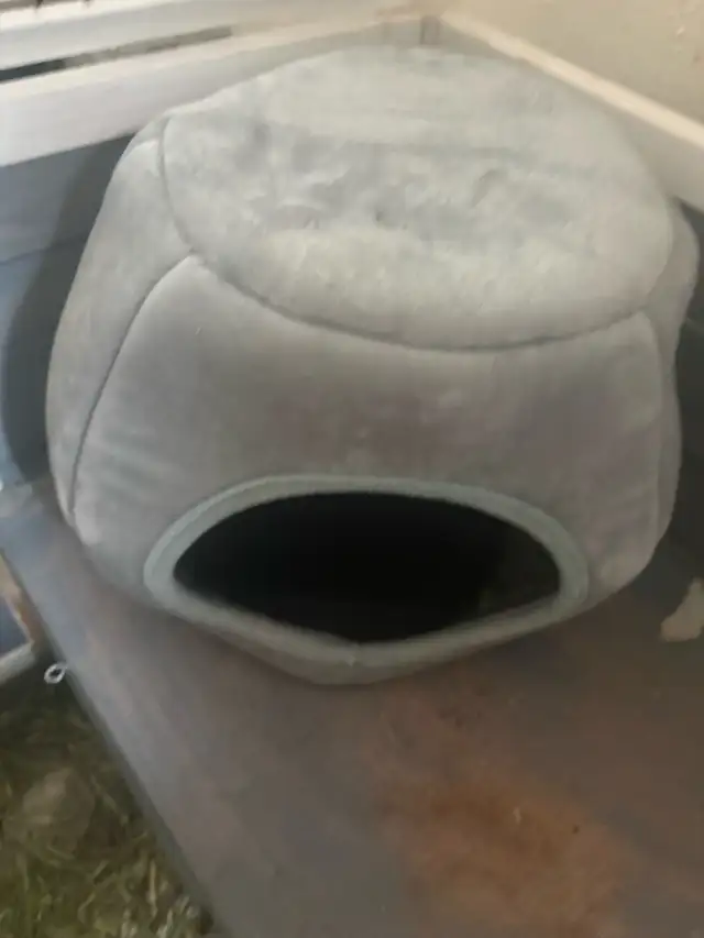 2 yr old Netherland dwarf rabbit for rehoming - Photo 3