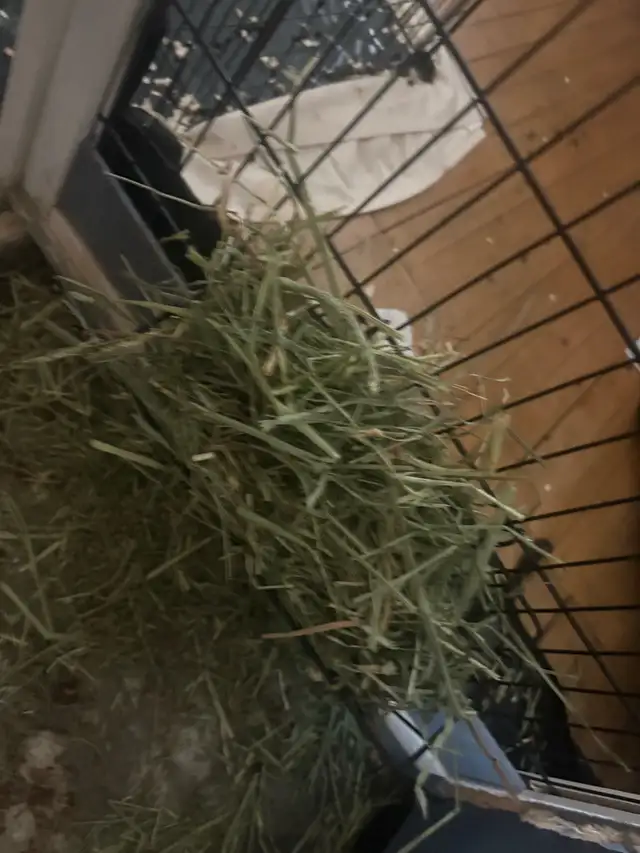 2 yr old Netherland dwarf rabbit for rehoming - Photo 4