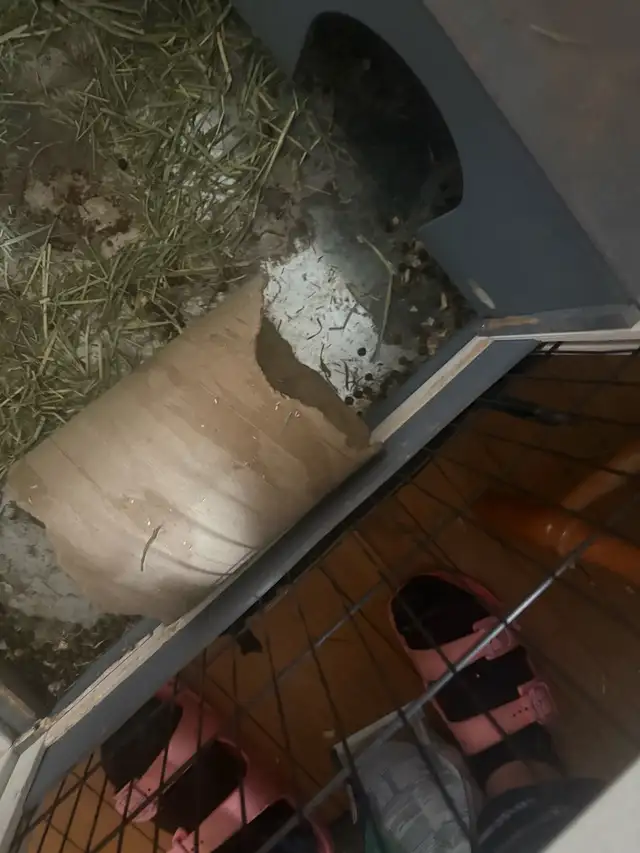 2 yr old Netherland dwarf rabbit for rehoming - Photo 5