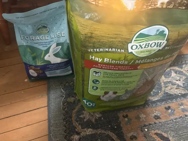 2 yr old Netherland dwarf rabbit for rehoming - Photo 6