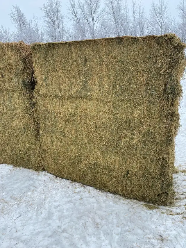 2nd cut alfalfa - Photo 2