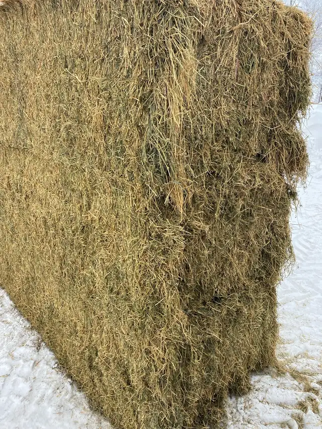 2nd cut alfalfa - Photo 3