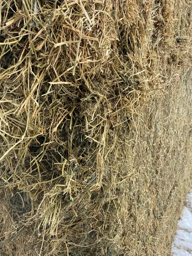 2nd cut alfalfa - Photo 4