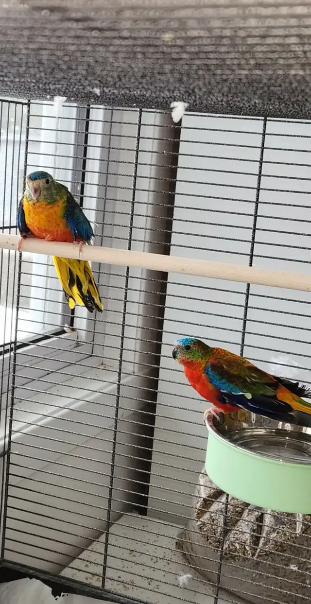 MAGNIFIQUE COUPLE DE PERRUCHE TURQUOISINE 2 ANS