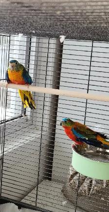 MAGNIFIQUE COUPLE DE PERRUCHE TURQUOISINE 2 ANS