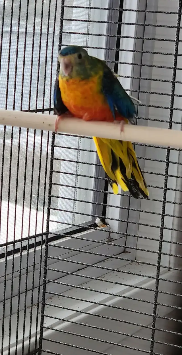 MAGNIFIQUE COUPLE DE PERRUCHE TURQUOISINE 2 ANS - Photo 2